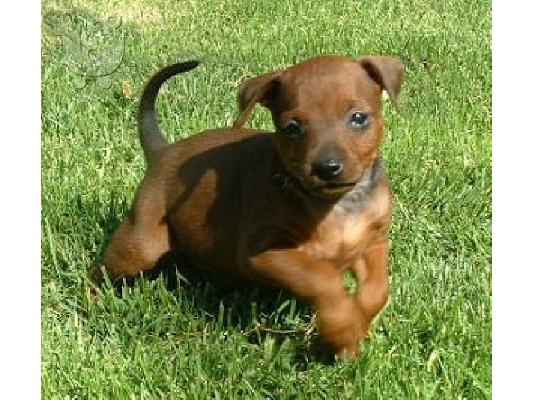 Μικροστοιχεία Pinscher κουτάβια.